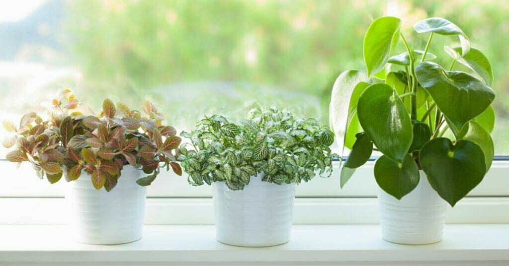 air purifying house plants