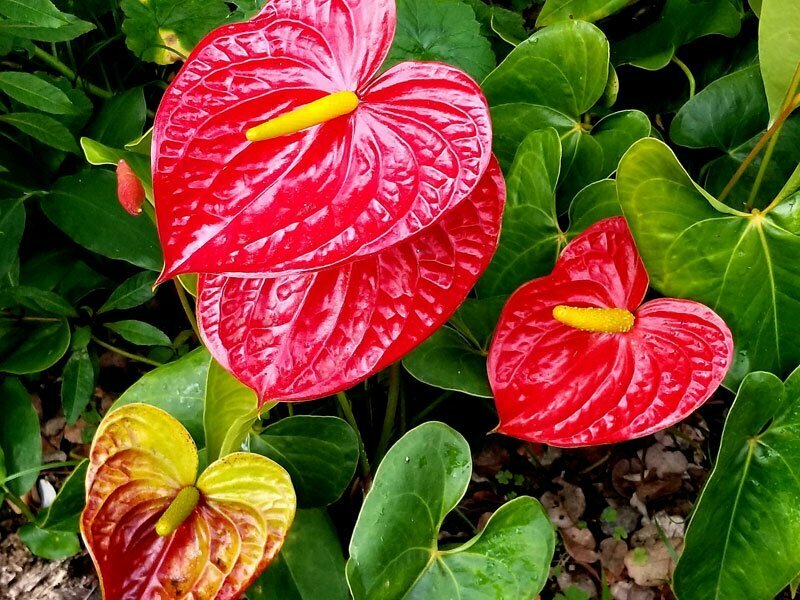 anthuriums air purifying plant