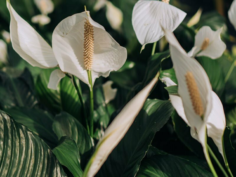 peace lily plants air purifying plant