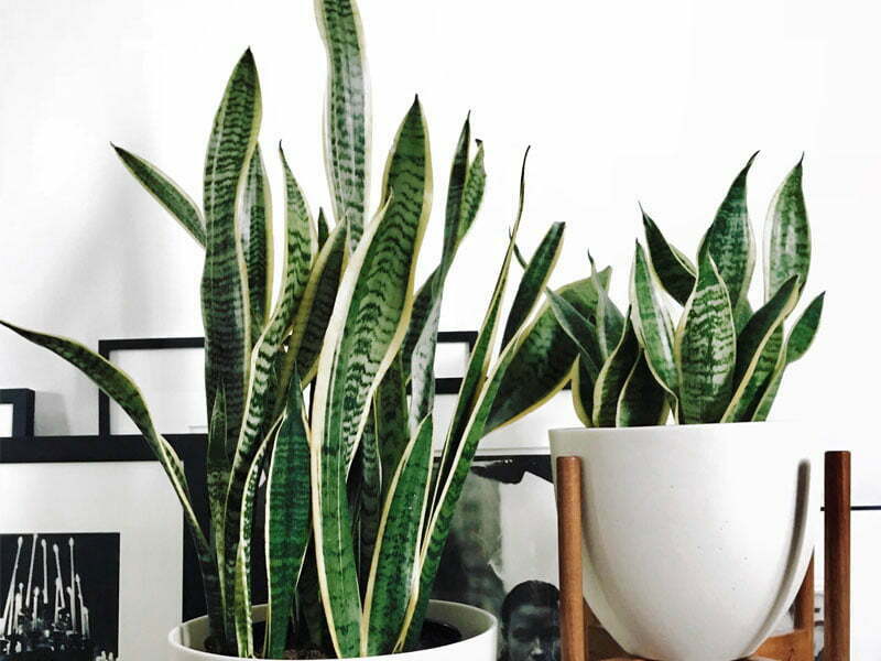 snake plant air purifying plant