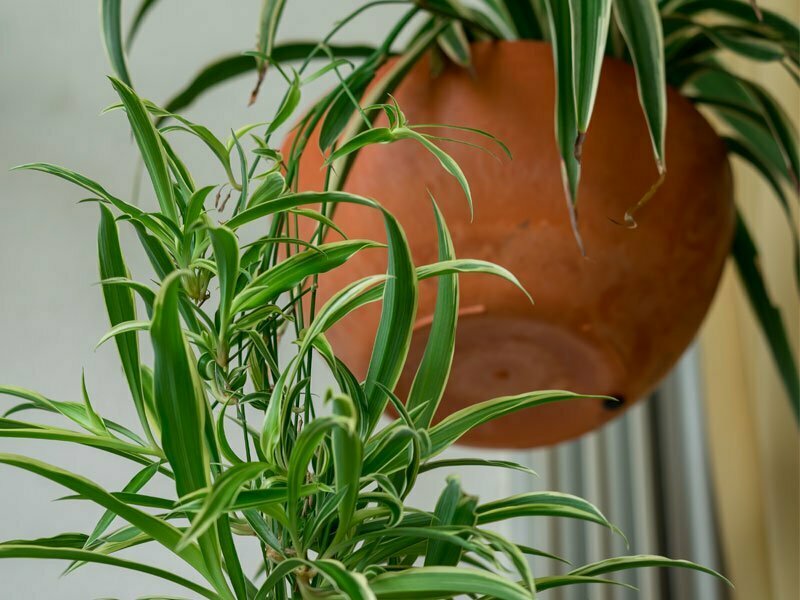spider plants air purifying plant