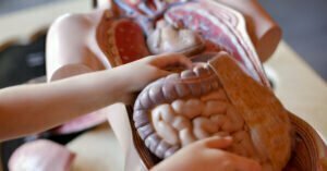 gut health showing gastrointestinal tract, human anatomy