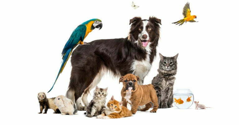 group of pets dog, cat, ferret, rabbit, bird, fish, rodent